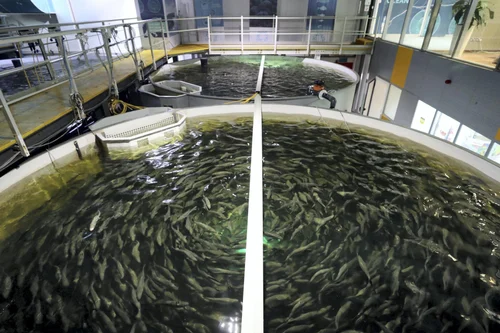 Indoor Fish Farming