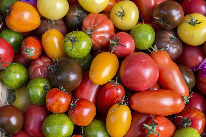 Specialty Varieties of Tomatoes